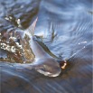 glomma_telneset_09 7