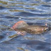 glomma_telneset_09 8