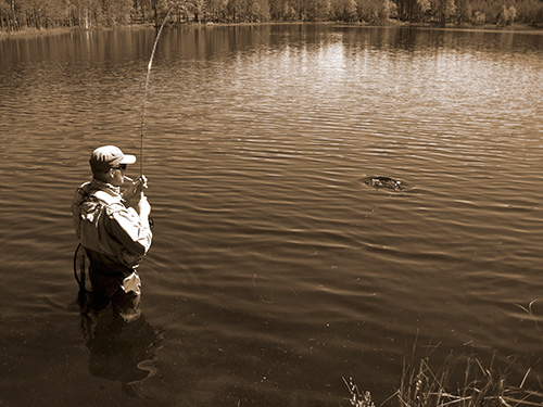 rainbow_trout_sweden