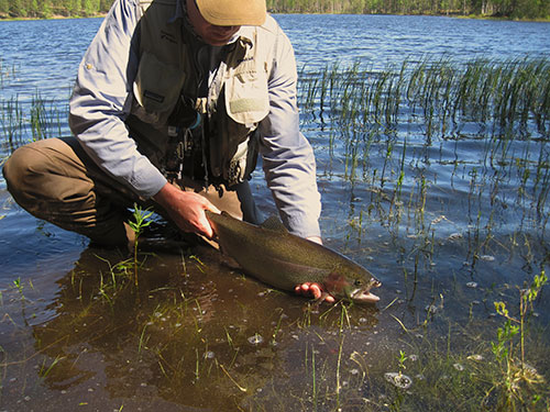 rainbow_trout_sweden_3