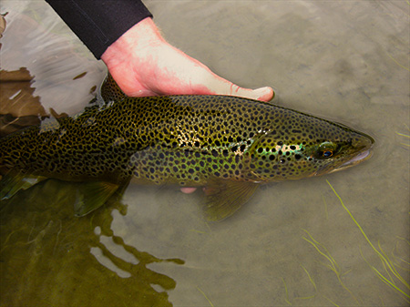 brown trout on vulgata