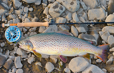 iceland_brown