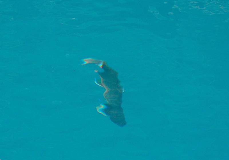 Loading Image
